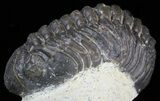 Bargain, Phacopid Trilobite - Morocco #58435-3